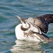 Common Murre